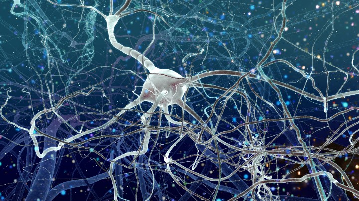 Neurons in the brain fire impulses 